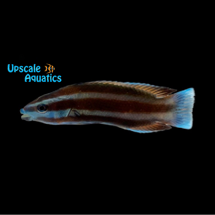 Northern Tubelip Wrasse (Labropsis manabei)