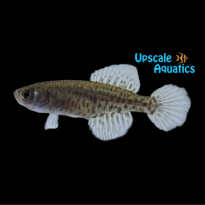 Blackfin Pearl Killifish (Austrolebias nigripinnis)