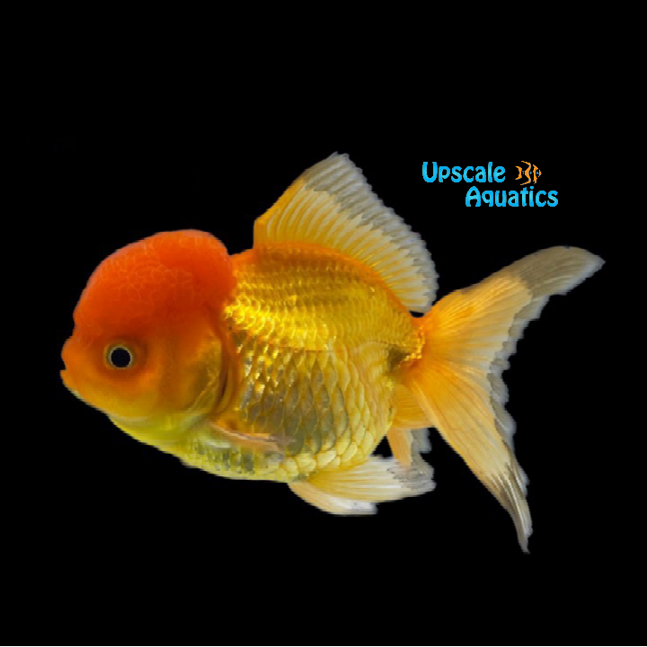 Assorted Oranda Goldfish (Carassius auratus)