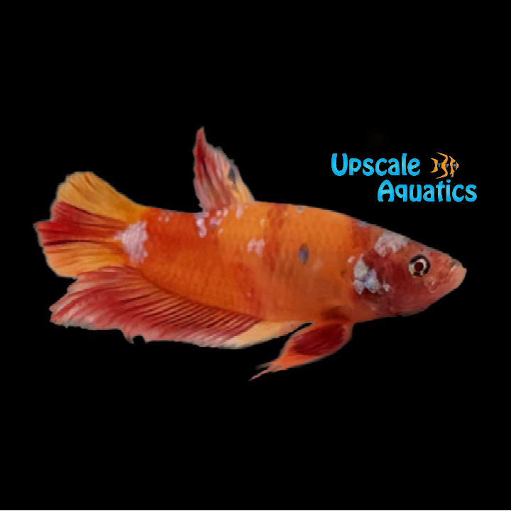 Koi Galaxy Plakat Betta - Male (Betta splendens)