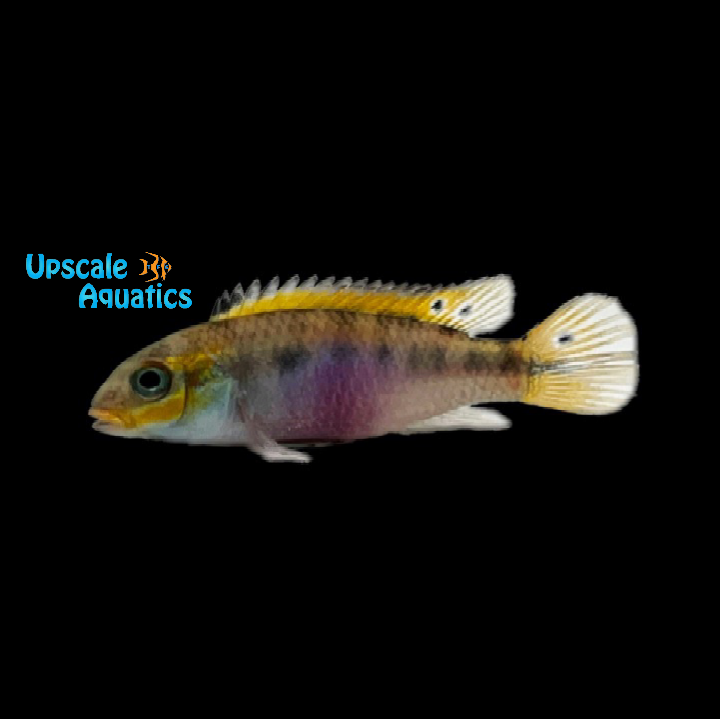 Kribensis Cichlid 'Idenau' (Pelvicachromis kribensis 'Idenau')