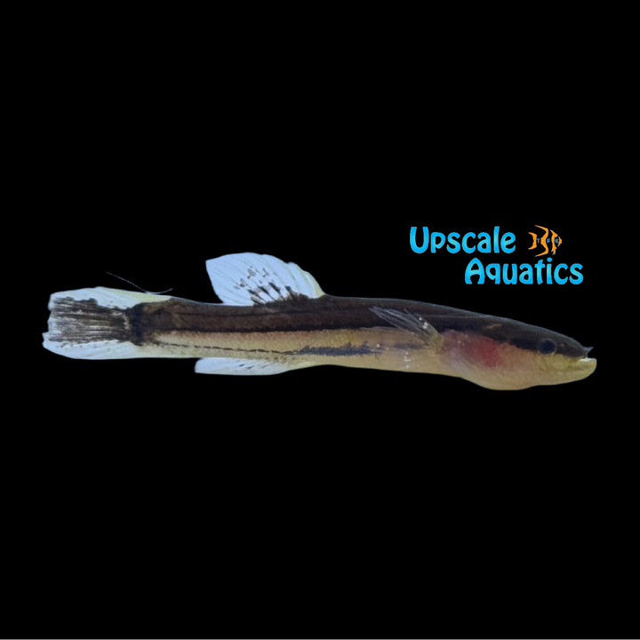 Swampfish (Chologaster cornuta)