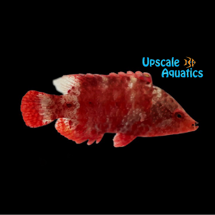 Red Maori Snooty Wrasse (Cheilinus oxycephalus)