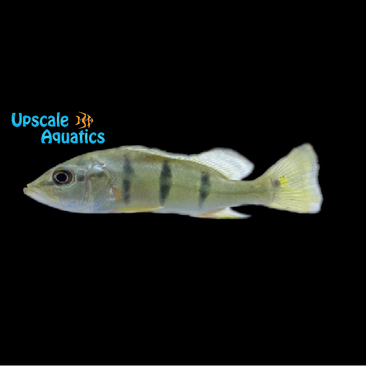 Orinoco Peacock Bass (Cichla orinocensis)