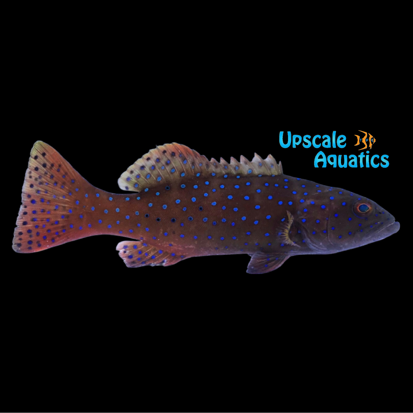 Leopard Coral Grouper (Plectropomus leopardus) – Upscale Aquatics