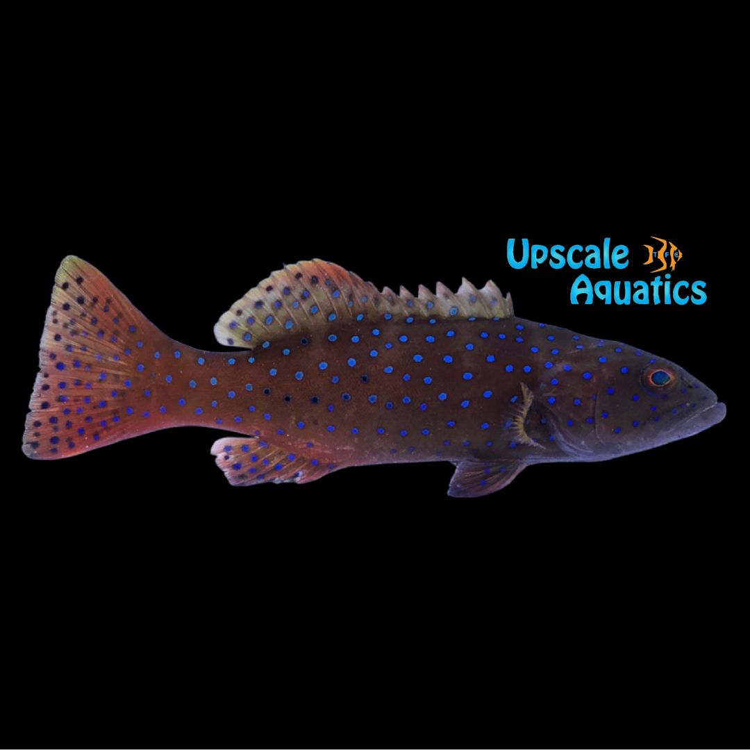 Leopard Coral Grouper (Plectropomus leopardus)