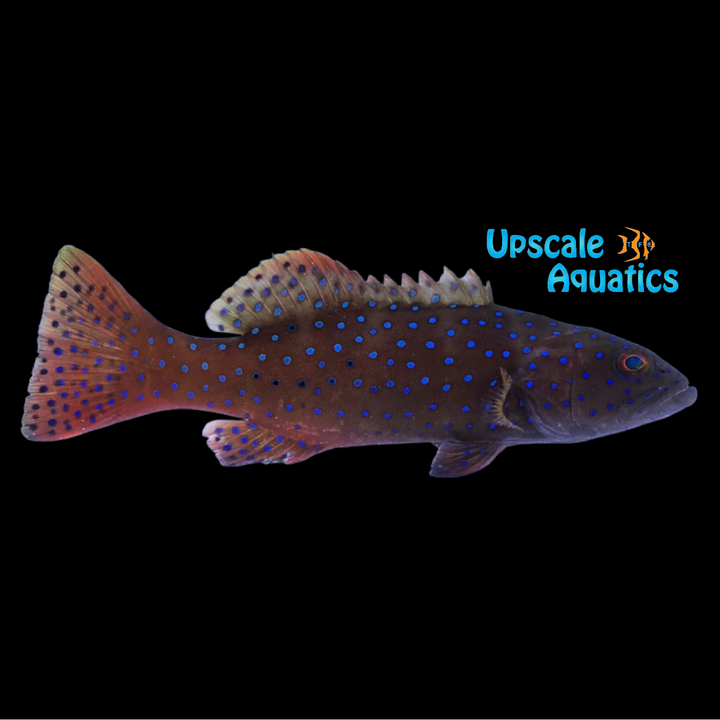 Leopard Coral Grouper (Plectropomus leopardus)