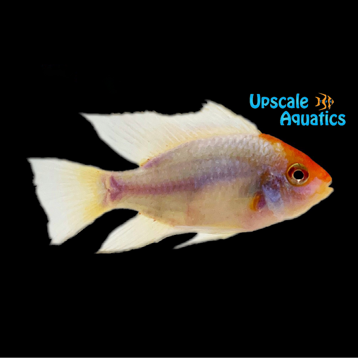 Gold Face Electric Blue Ram (Mikrogeophagus ramirezi)