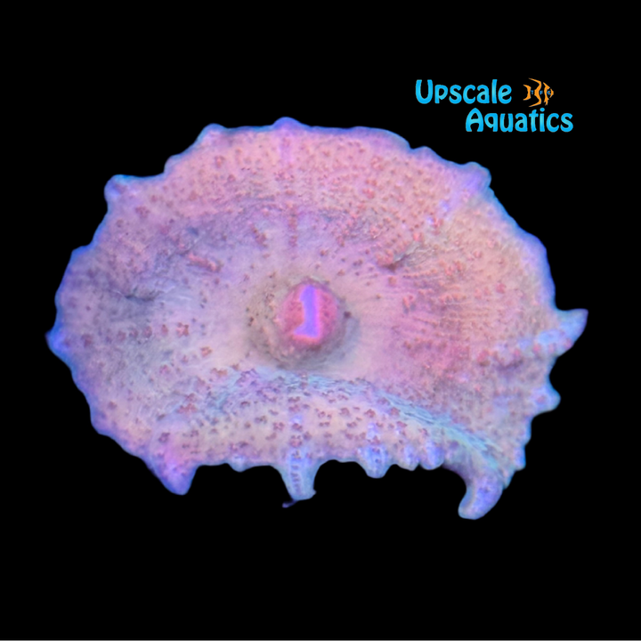Ultra Tie-Dye Neglecta Mushroom (Discosoma neglecta)