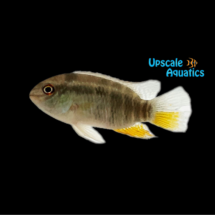 Orange Fin Acara (Laetacara fulvipinnis)