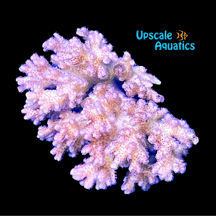 Pink Pocillopora Coral (Pocillopora sp.)