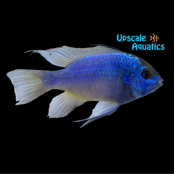 Electric Blue Ram (Mikrogeophagus ramirezi electric blue)