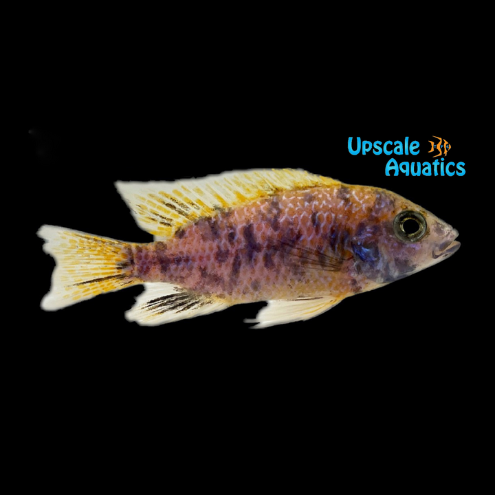 OB Lemon Jake Peacock (Aulonocara jacobfreibergi 'Undu Reef' ob)