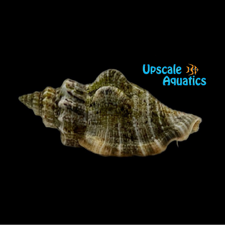 Little Bear Conch (Strombus urceus)