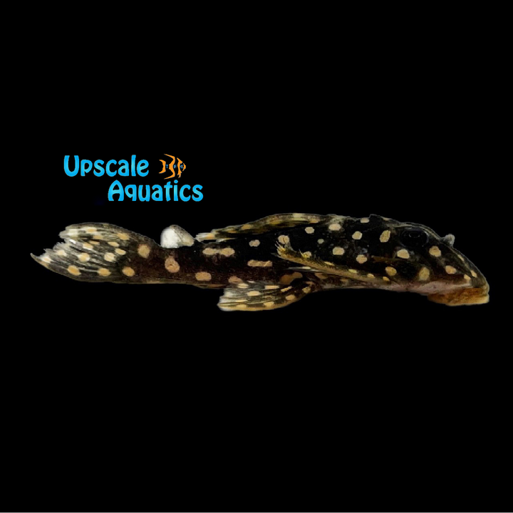 Dwarf Snowball Pleco L471 (Hypancistrus sp. L471)