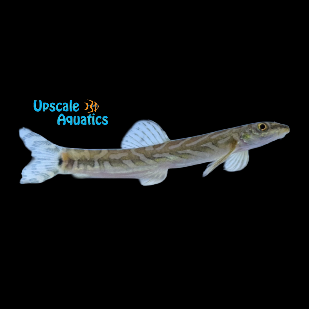 Zodiac Loach (Mesonoemacheilus triangularis)