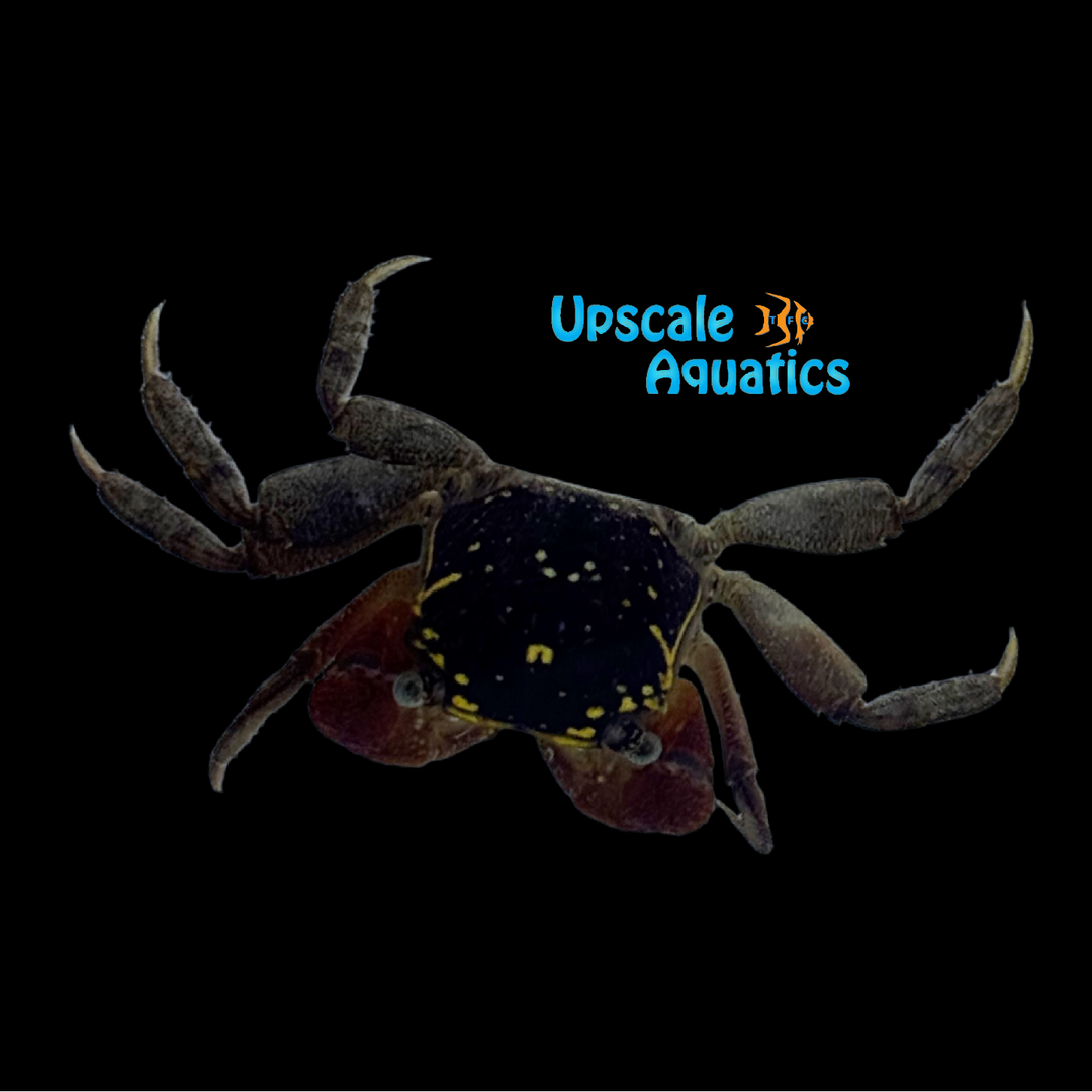 Gold Spotted Crab (Perisesarma sp. 'gold spot')