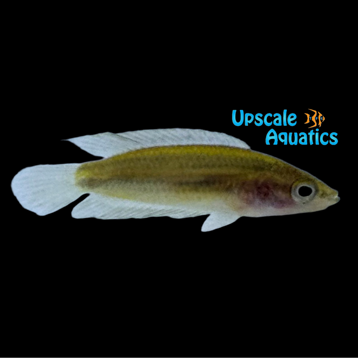 Swamp Licorice Gourami (Parosphromenus paludicola)