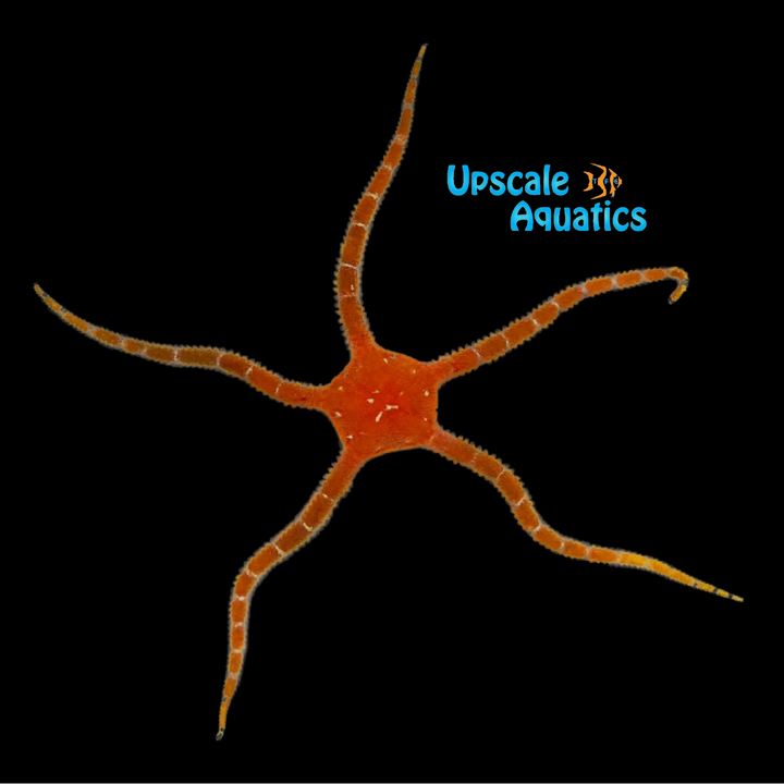 Orange Banded Serpent Starfish (Ophioderma brevispinum)