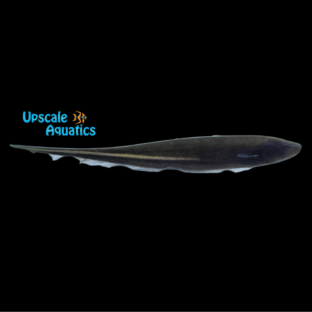 Goldline Longtail Knifefish (Sternopygus macrurus)
