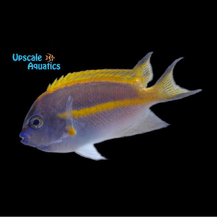 Bellus Angelfish - Male (Genicanthus bellus)