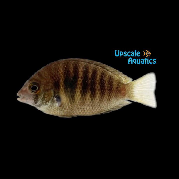 Canara Pearlspot Chromide Cichlid (Etroplus canarensis)