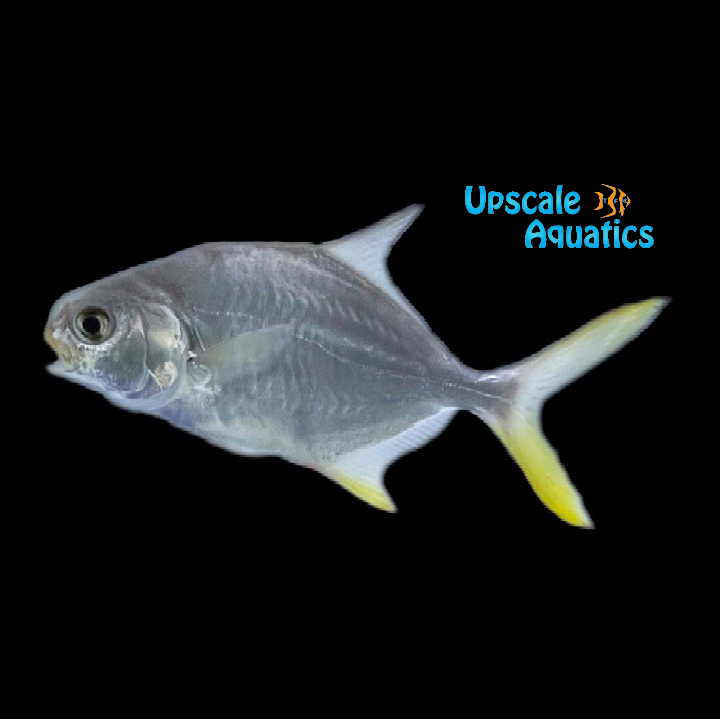 Pompano - Captive Bred (Trachinotus carolinus)