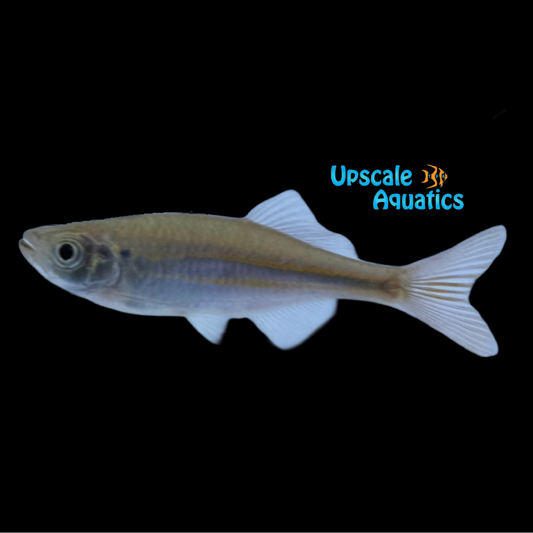 Queen Danio (Devario regina)