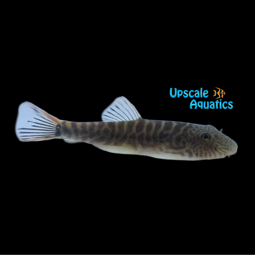 Redfin Zebra Hillstream Loach (Gastromyzon zebrinus red)