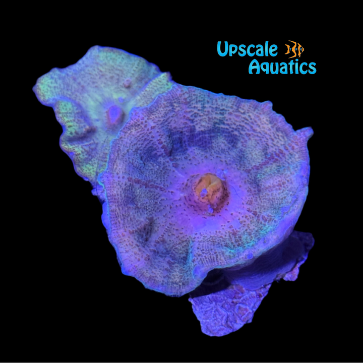 Ultra Tie-Dye Neglecta Mushroom (Discosoma neglecta)