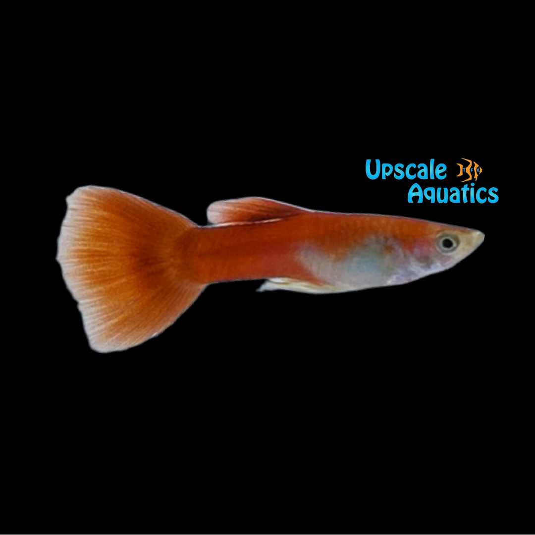 Red Moscow Guppy (Poecilia reticulata)