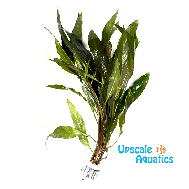 Red Willow Hygrophila (Hygrophila angustifolia rubra)