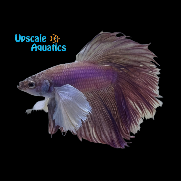 Pink Dumbo Halfmoon Betta - Male (Betta splendens)
