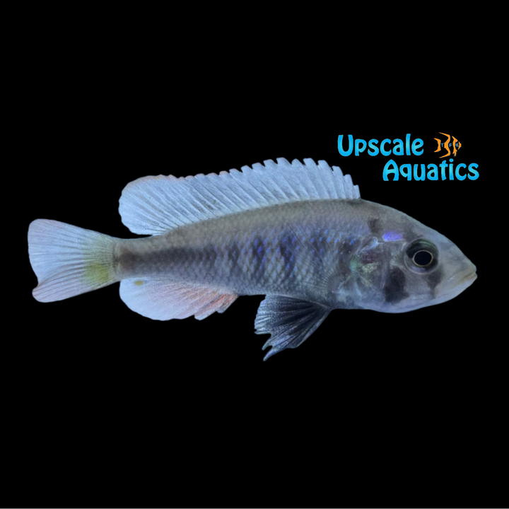Zebra Senga Hap (Pundamilia sp. Zebra Senga)
