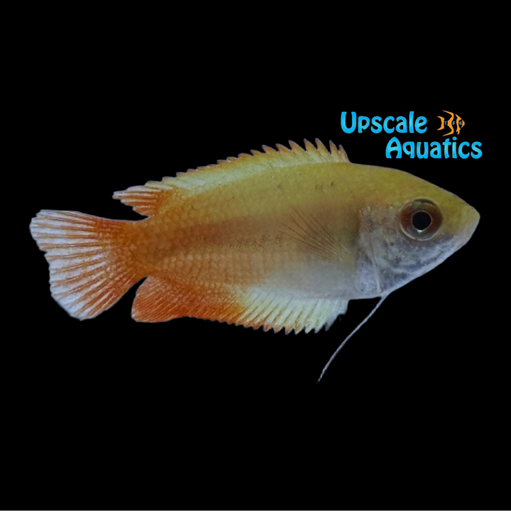 Golden Fire Honey Gourami (Trichogaster chuna)