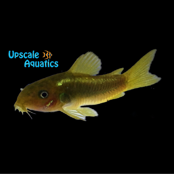 Green Laser Cory (Corydoras sp. CW009)