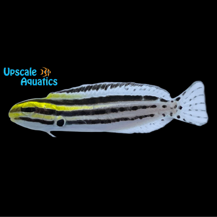 Striped Blenny - Captive Bred (Meiacanthus grammistes)