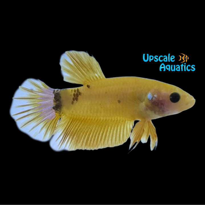 Yellow Hellboy Plakat Betta - Male (Betta splendens)
