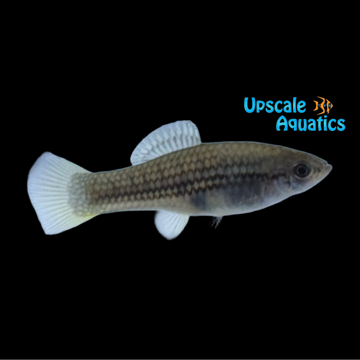 Mountain Swordtail (Xiphophorus nezahualcoyotl)