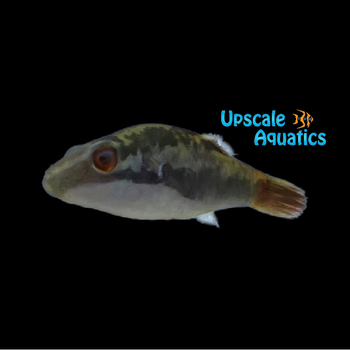 Red-Tailed Red Eye Puffer (Carinotetraodon irrubesco)