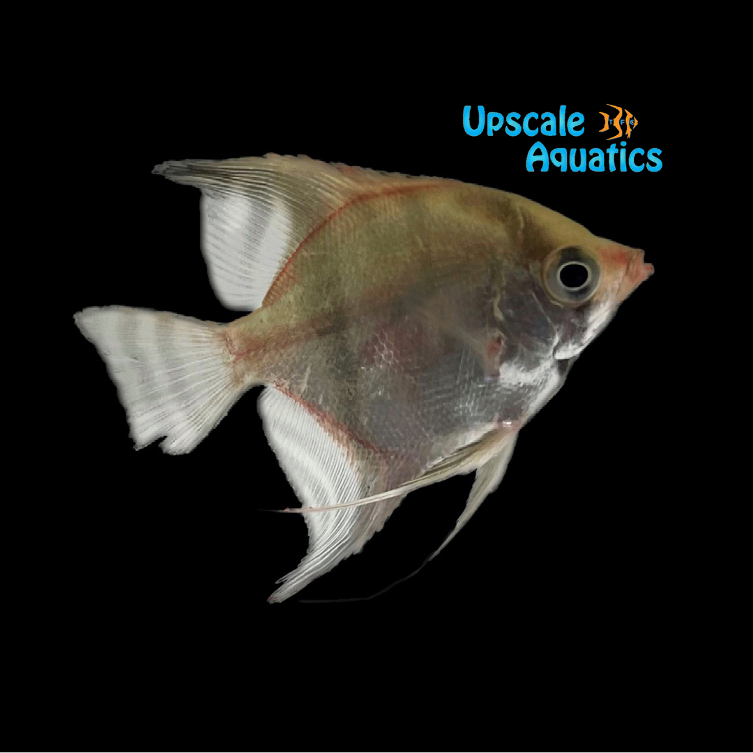 Manacapuru Angelfish (Pterophyllum scalare manacapuru)