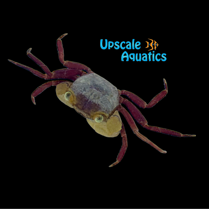 White Mandarin Vampire Crab (Geosesarma pontianak)
