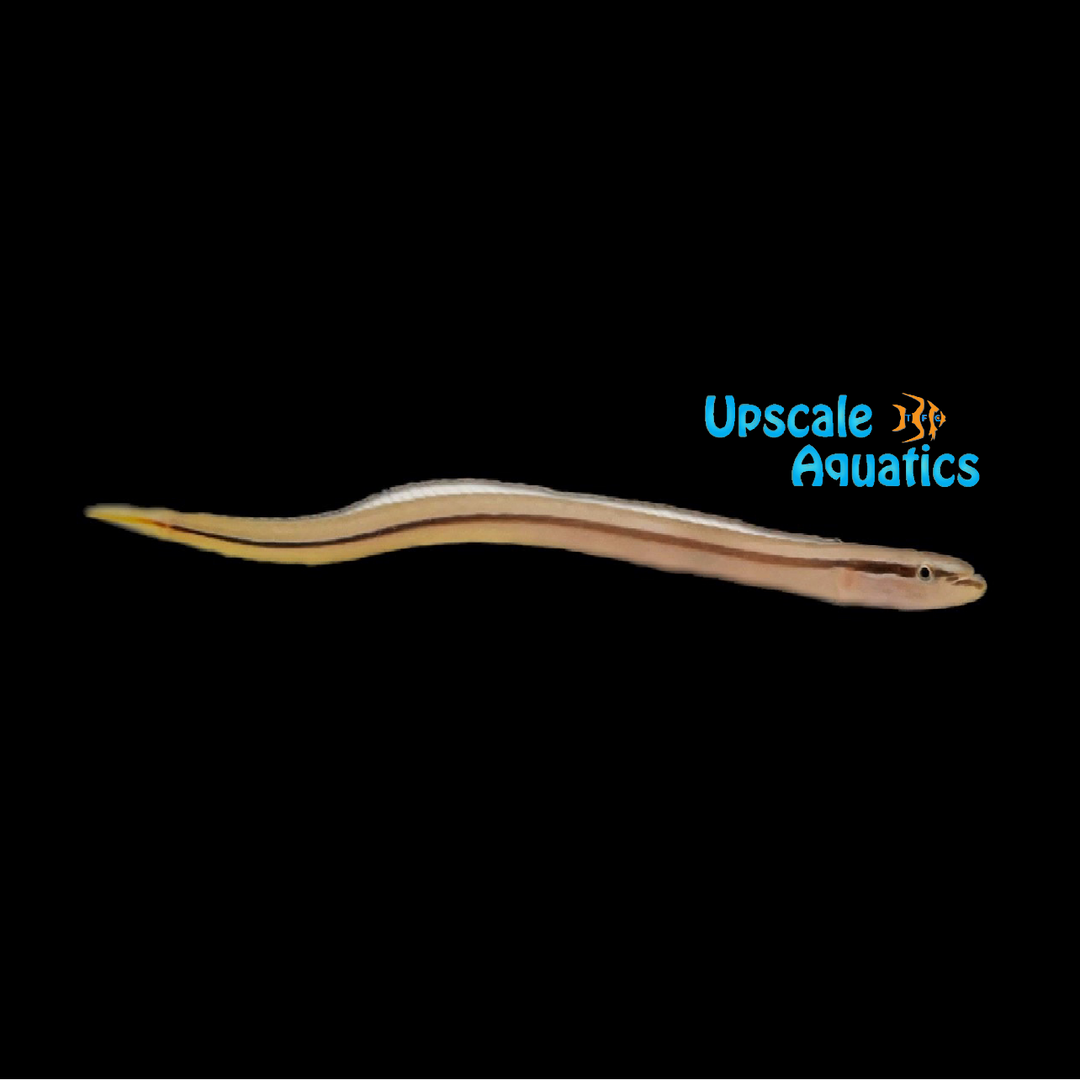 Onestripe Wormfish (Gunnellichthys pleurotaenia)