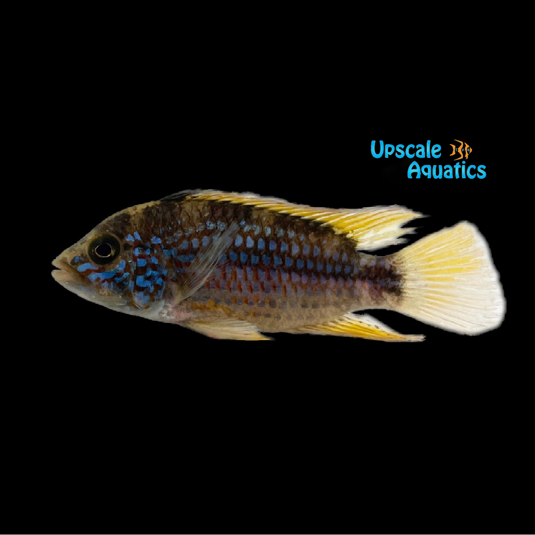 Purple Apisto. (Apistogramma sp. purple)