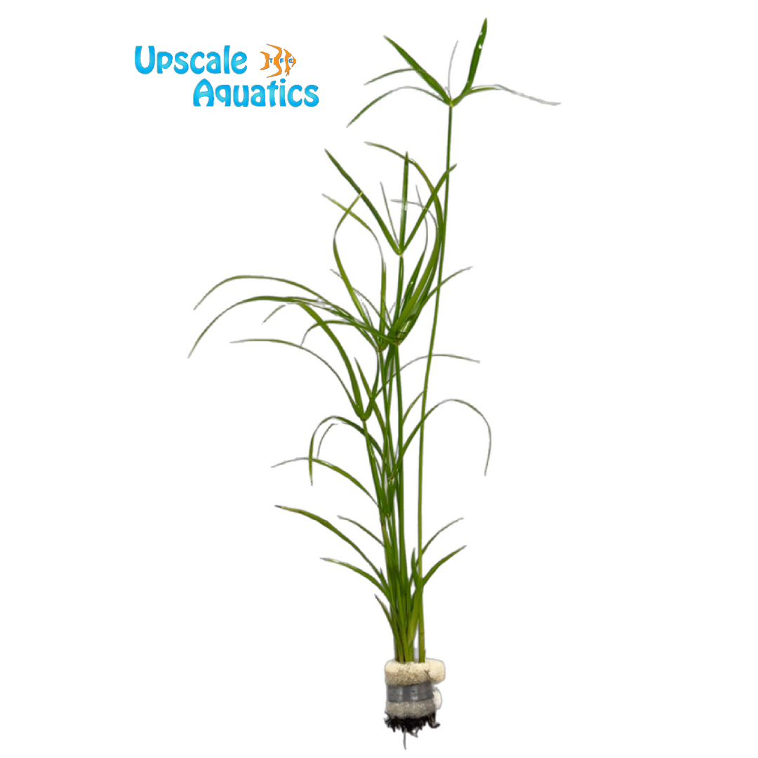 Cyperus Alternifolius