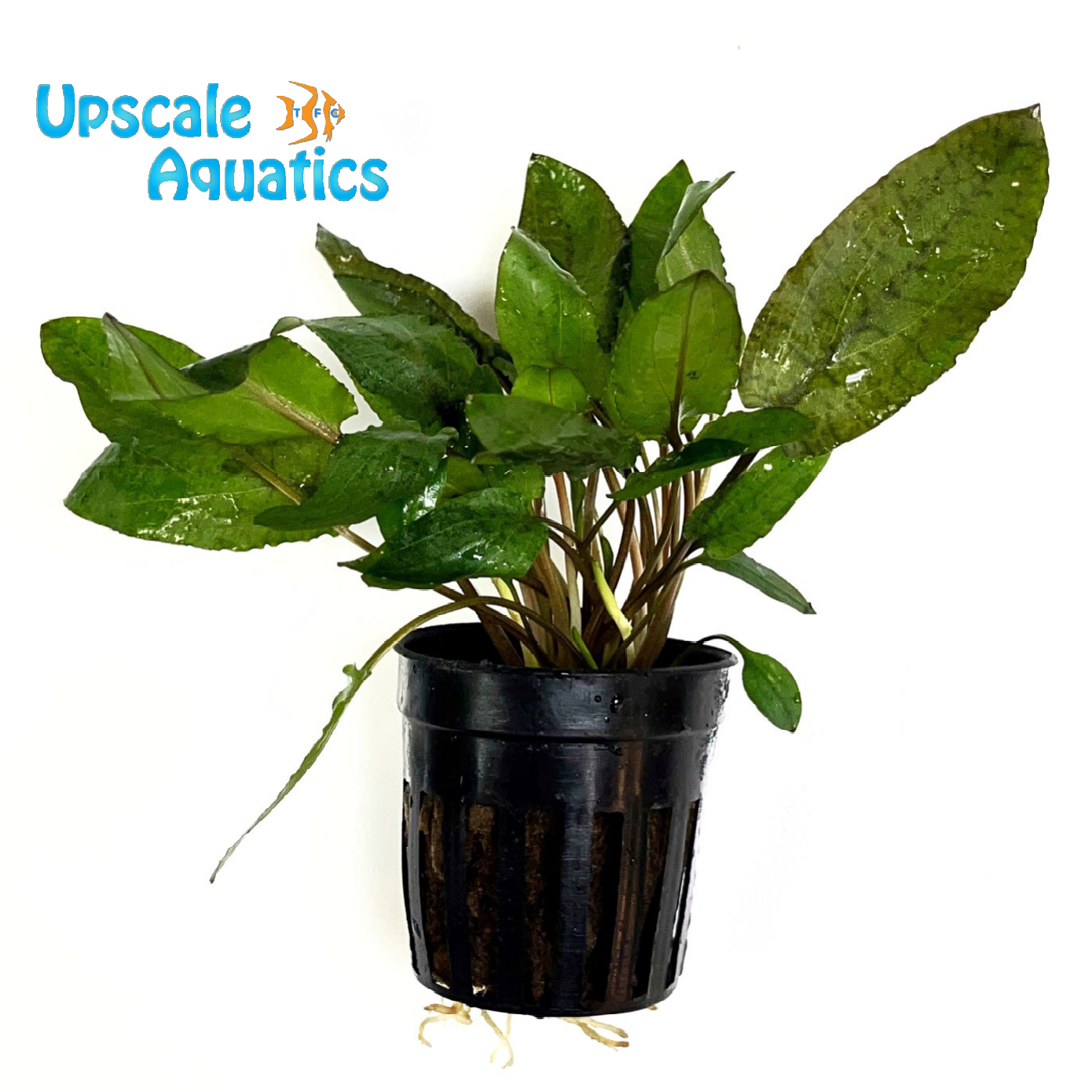 Gecko Wendtii Crypt. (Cryptocoryne wendtii gecko) – Upscale Aquatics