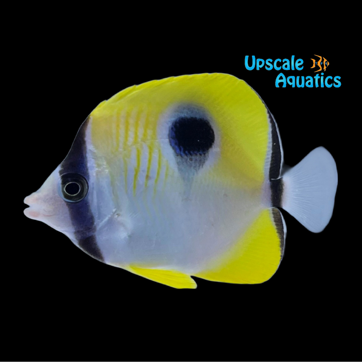 Teardrop Butterfly (Chaetodon unimaculatus)