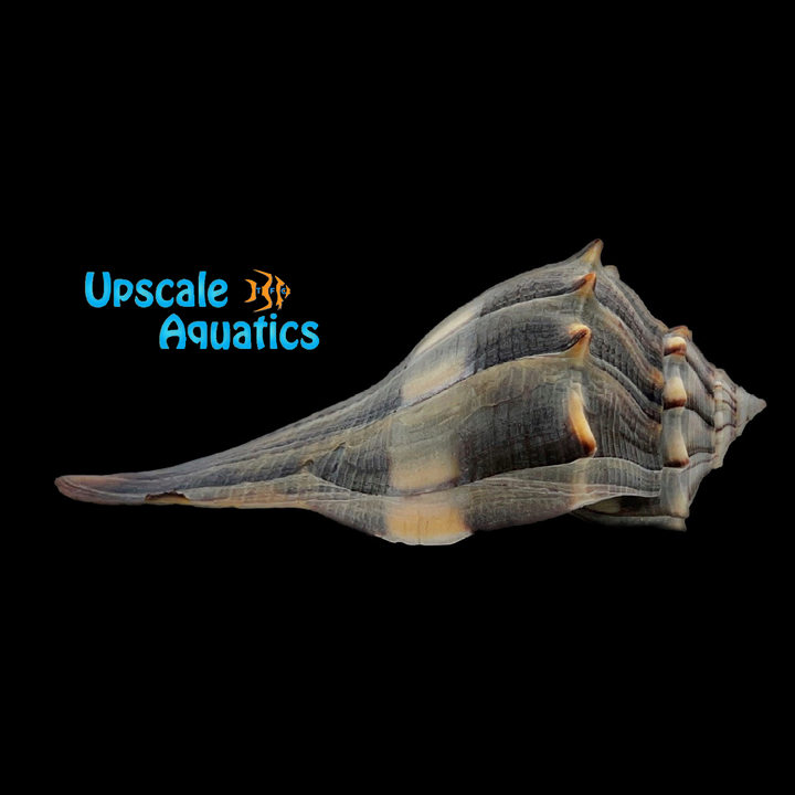 Lightning Whelk (Busycon perversum)