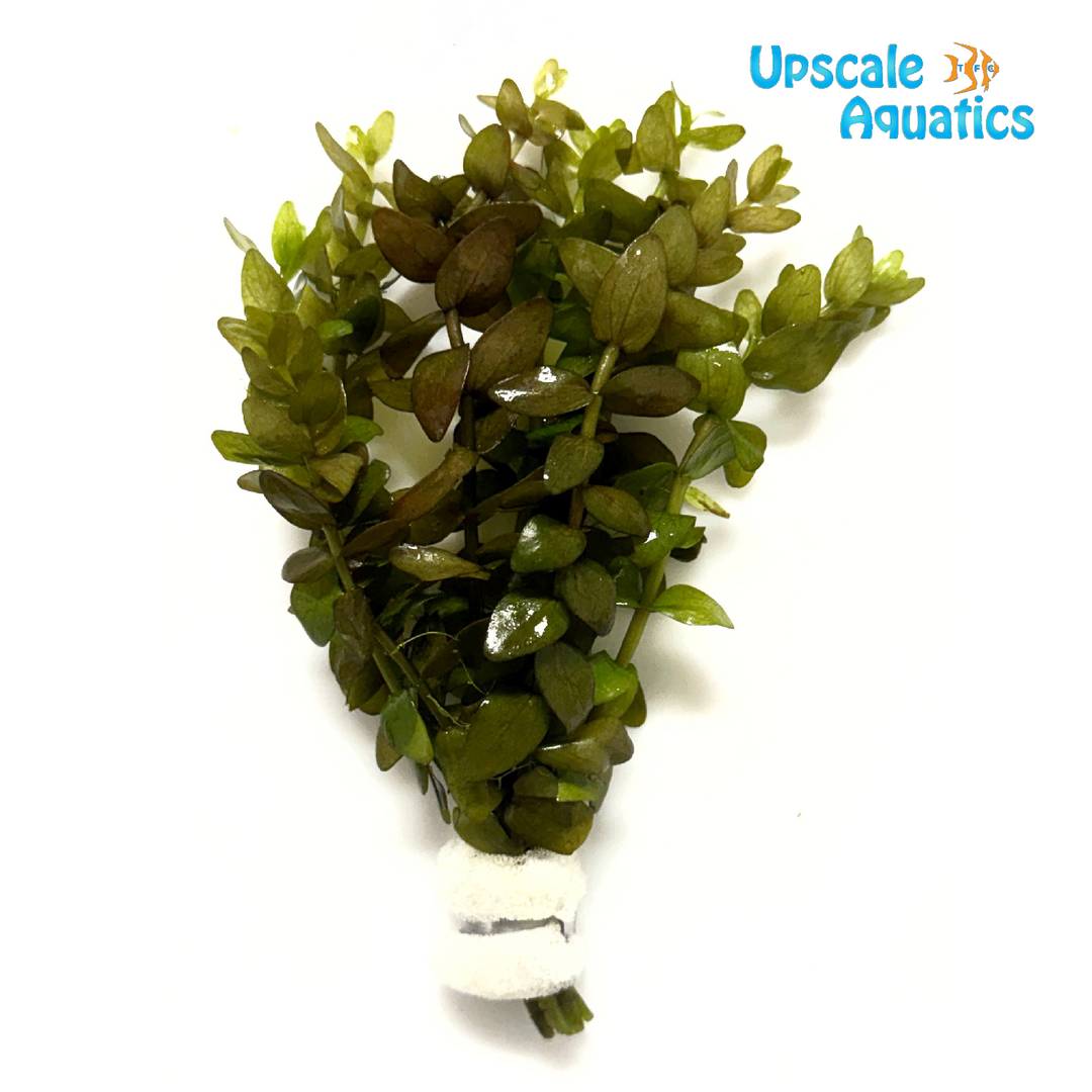 Variegated Bacopa Caroliniana (Bacopa caroliniana)