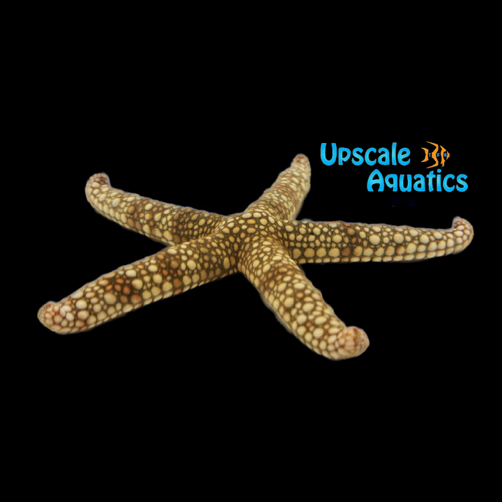 Mottled Sea Star (Nardoa tuberculata)